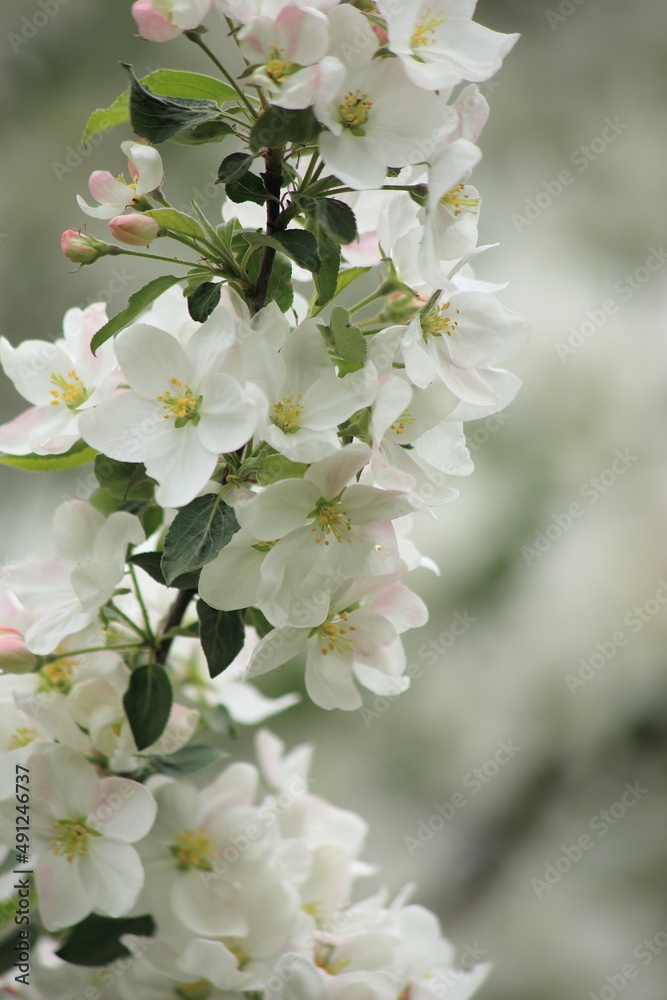 Background of white apple tree blossoms. Vertical frame. High quality photo Background of white apple tree blossoms. Vertical frame. High quality photo