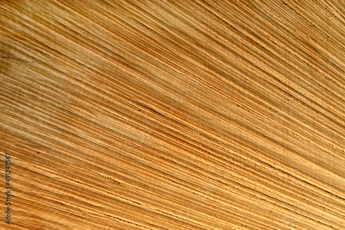 Holztextur, heller, abstrakter Hintergrund aus Holz