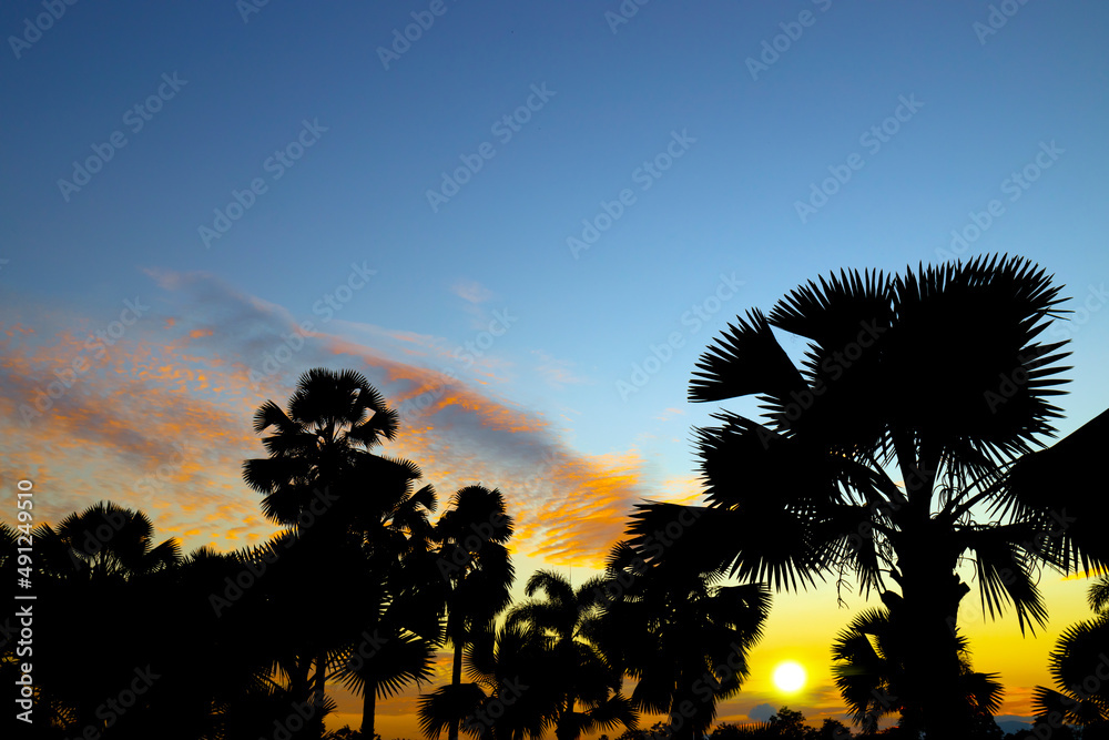 tropical palm trees silhouette sunset on beach