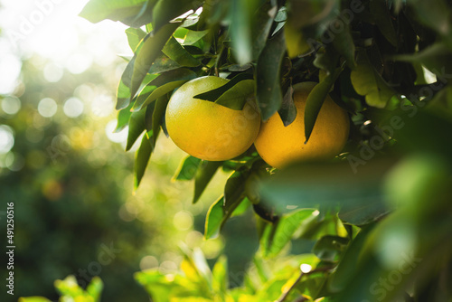 Grapefruits on the tree