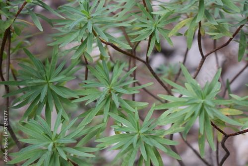 Close-up of the foliage of a tree spurge plant (Euphorbia dendroides) photo