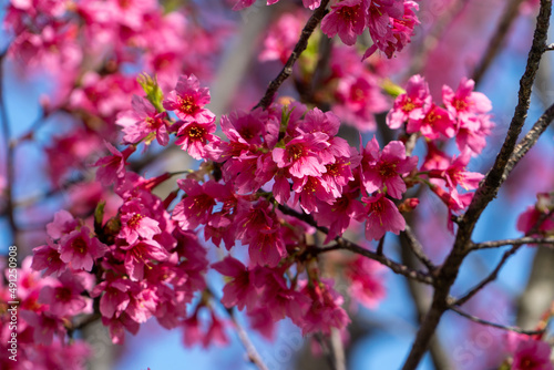Purple cherry blossoms on a blue sky background