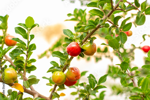 Acerola pendurada na árvore, fruta tropical brasileira mais alta em vitamina C photo