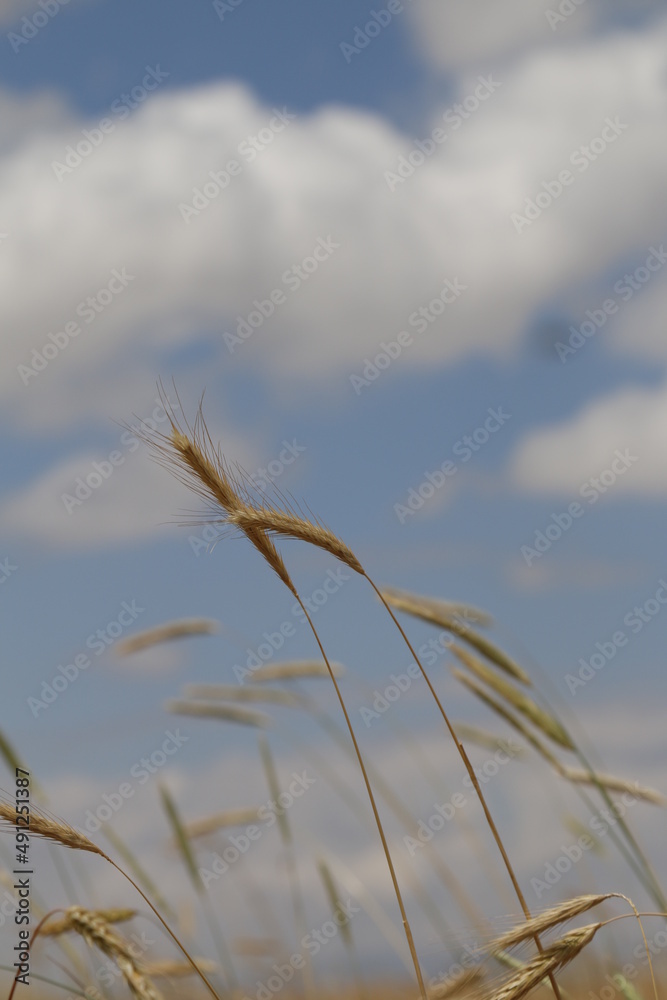 wheat field and blue sky