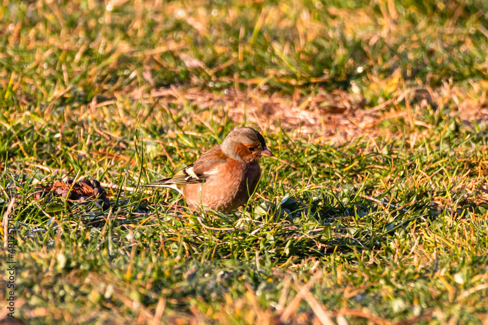 Common Chaffinch in a garden in Provence Common Chaffinch in a garden in Provence