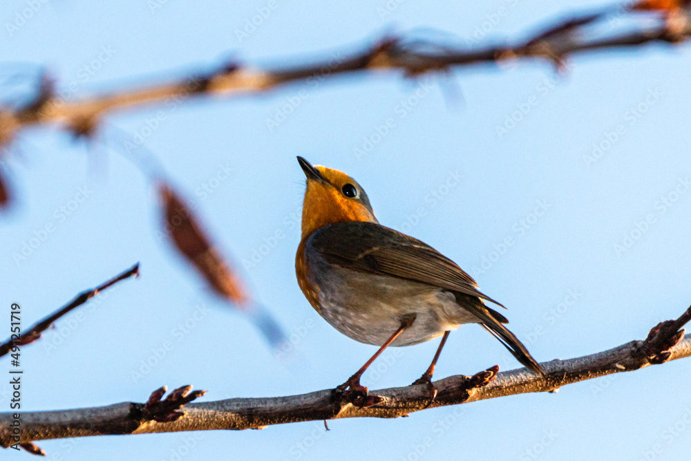 European Robin perched on a tree branch European Robin perched on a tree branch