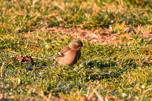 Common Chaffinch in a garden in Provence