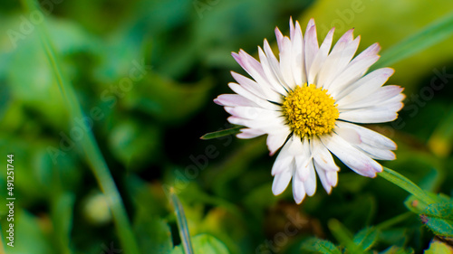 White blooming daisy (Bellis perennis) photo