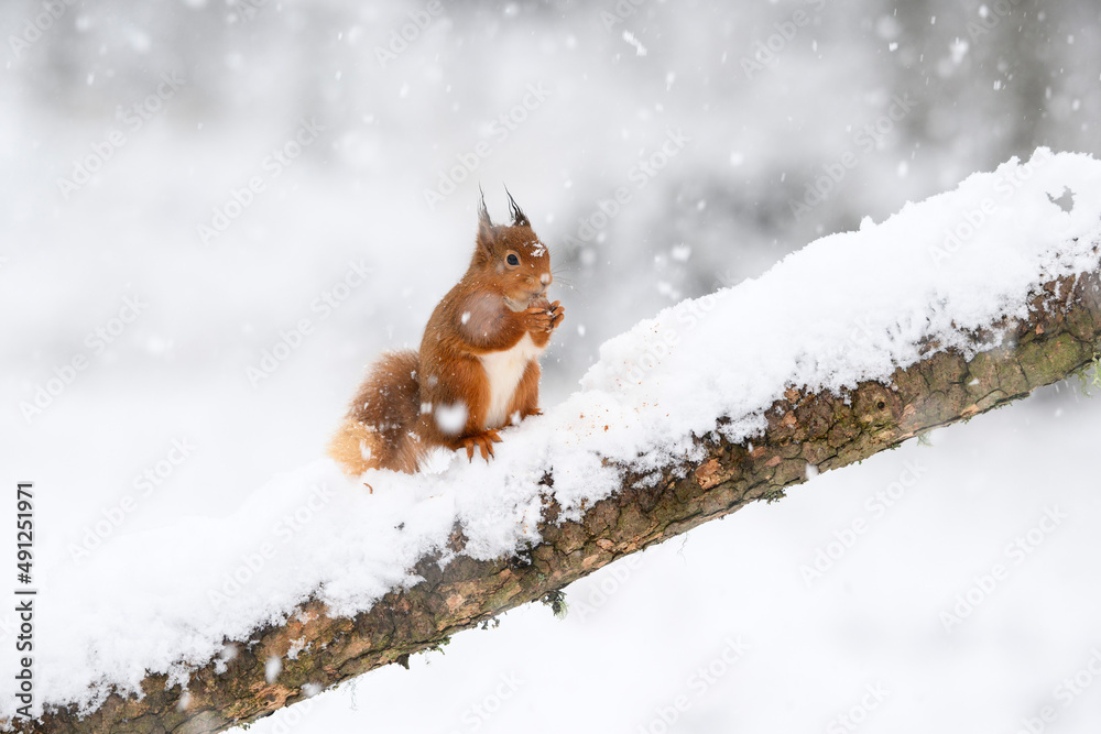 Red squirrel (Sciurus vulgaris) feeding on snow-covered branch Red squirrel (Sciurus vulgaris) feeding on snow-covered branch