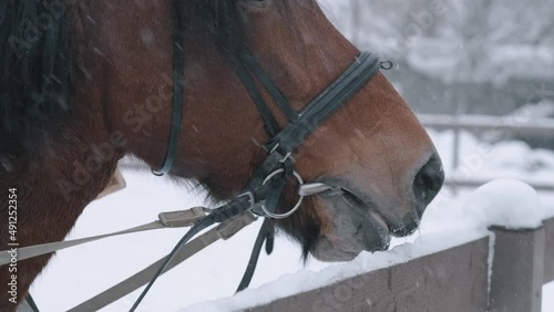 A brown horse with a black mane eats snow, quenching his thirst after running through an open area. Horse's muzzle close-up.