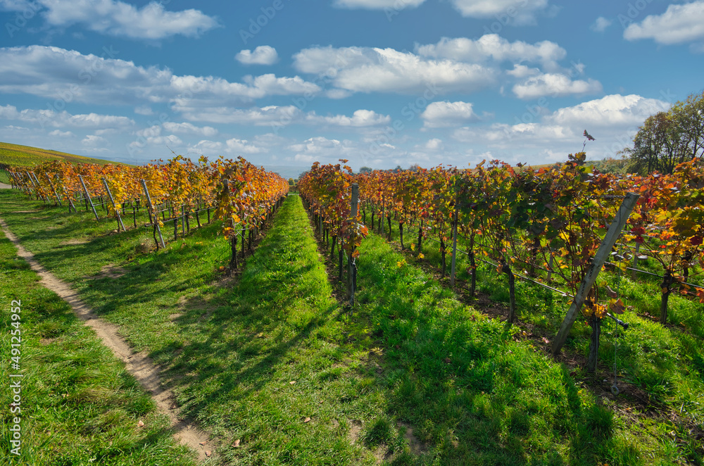 Fototapeta premium Weinreben im Herbstlaub