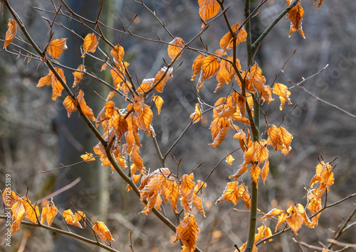 Close-up of dry yellow leaves on branch in the sunshine