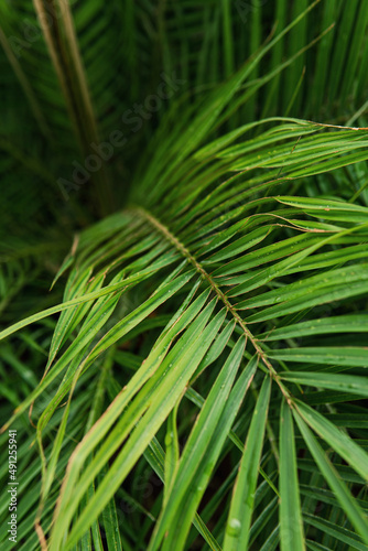 Closeup of green palm leaves in the tropical forest.