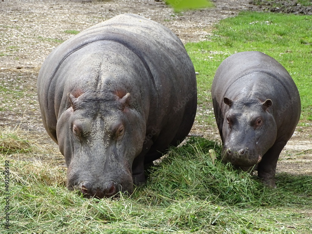 Mother and baby hippopotamus at London Zoo eating grass, animal love, wonderful family Mother and baby hippopotamus at London Zoo eating grass, animal love, wonderful family