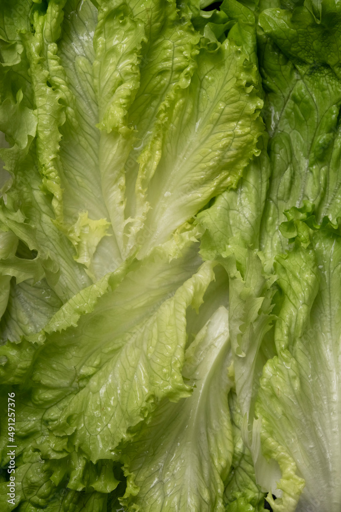 Lettuce leaves background, healthy food ingredients