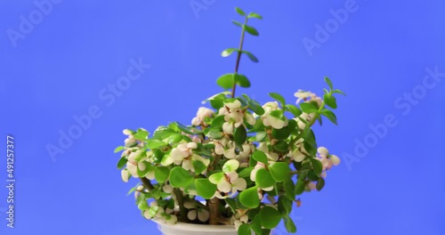 rotation of penzai or Bonsai of Portulacaria afra, elephant bush, dwarf jade plant, porkbush, purslane tree and spekboom, is a small-leaved succulent plant found in South Africa