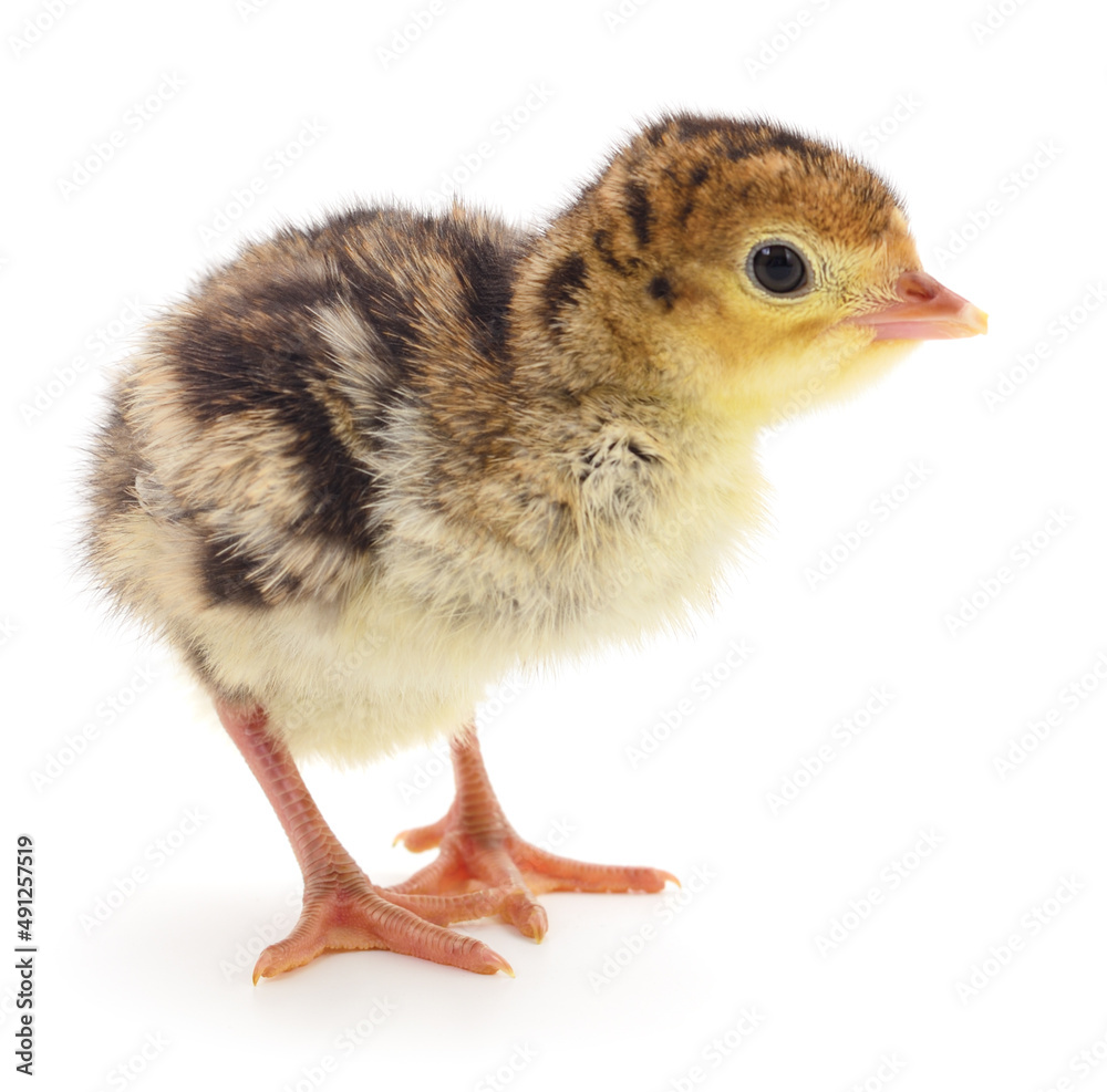 Obraz premium Chicken turkey isolated.