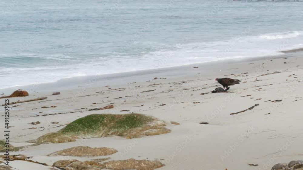 Wild turkey vulture eating dead animal corpse, ocean beach, Monterey