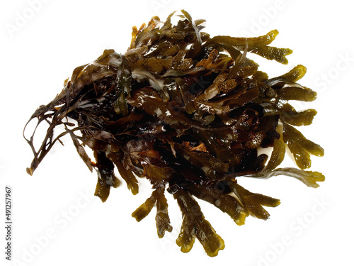 Fresh brown Seaweed - Healthy Nutrition isolated on white Background.