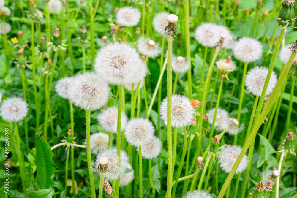 Glade of fresh meadow dandelions on a sunny spring day. Flowering dandelions. Glade of fresh meadow dandelions on a sunny spring day. Flowering dandelions.