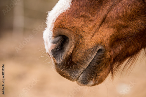 Brown horse nose close up outside on nature