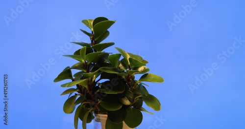 rotation of penzai, or Bonsai of Peperomia obtusifolia, baby rubberplant or pepper face, a species of flowering plant in the family Piperaceae. Blue backgrounde photo