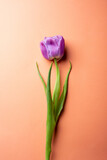 Bunch of spring tulip flower on orange background