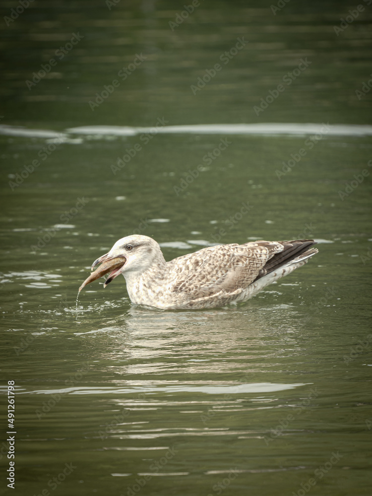 Non Breeding European Herring Gull Eating a Fish Non Breeding European Herring Gull Eating a Fish