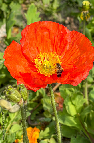 Honey bee swimming in the yellow stamens of a bright orange red Iceland Poppy collecting nectar and pollen