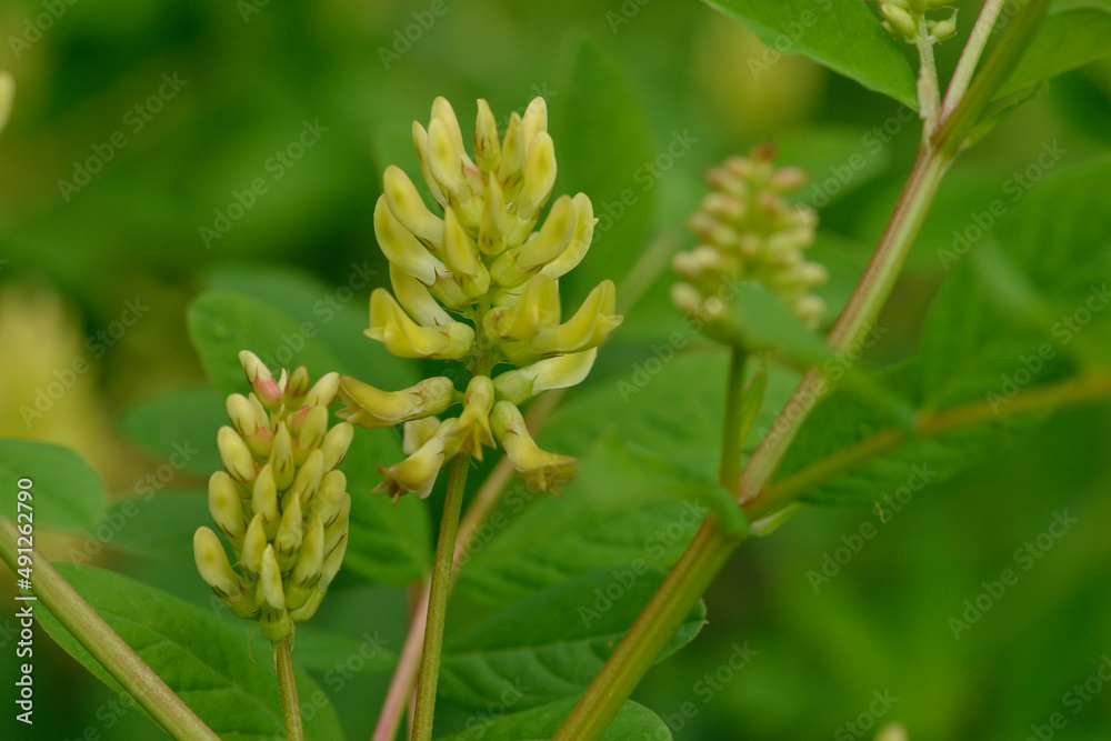 Bärenschote (Astragalus glycyphyllos) Bärenschote (Astragalus glycyphyllos)