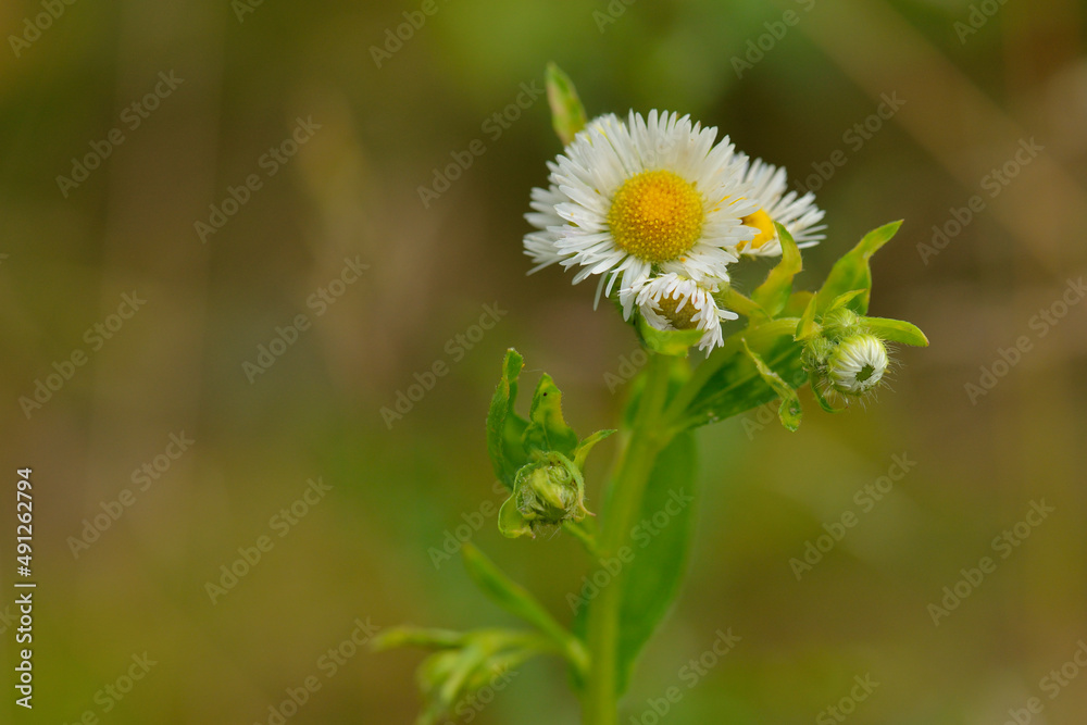 Einjähriger Feinstrahl (Erigeron annuus), auch Weißes Berufkraut Einjähriger Feinstrahl (Erigeron annuus), auch Weißes Berufkraut