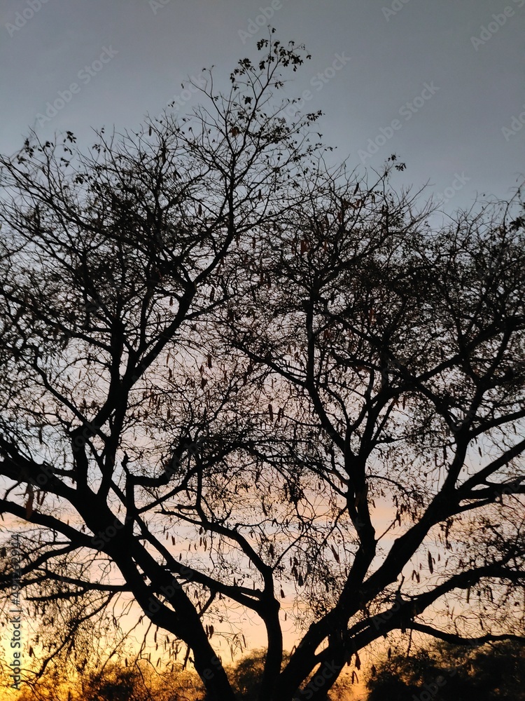 Beautiful colorful Dusk sunlight beams through leaves, stems and branches of the tree Beautiful colorful Dusk sunlight beams through leaves, stems and branches of the tree