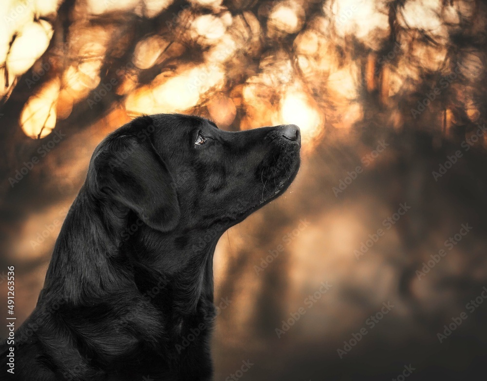 Hund im Sonnenuntergang