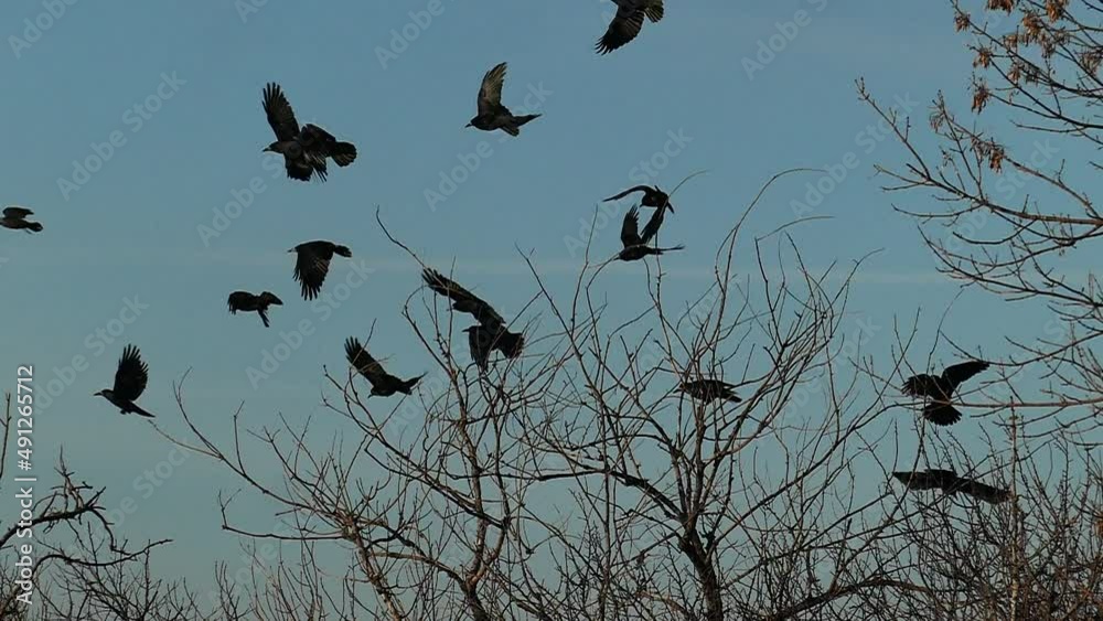 Close-up of flock of crows, sit on the bare trees then take off in slow motion. Slow Motion Footage of Black crows in flight over the treetops. Birds Footage for Design. Close-up of flock of crows, sit on the bare trees then take off in slow motion. Slow Motion Footage of Black crows in flight over the treetops. Birds Footage for Design.