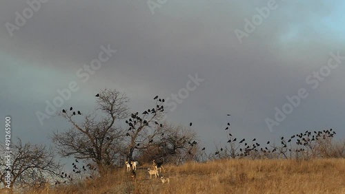 Stray disperse a flock of crows from the trees on an autumn day in slow motion. Birds and Dogs Slow Motion  Footage with Copy space. Background video from the life of wildbirds and Dogs.  photo