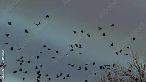 A flock of birds like ravens, crooks or crows take off. Slow Motion Footage of flock of crows, take off from tree  into gloomy sky.Slow Motion Natural background for design of Black crows. photo