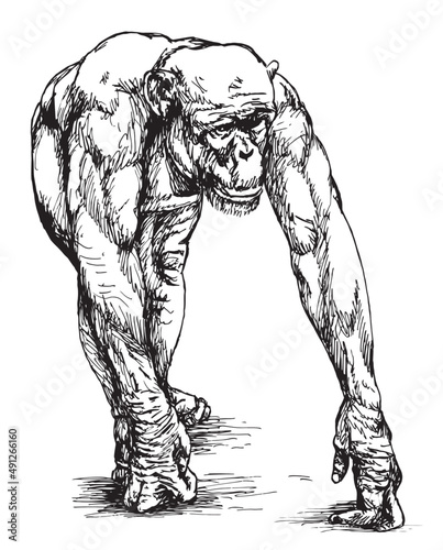 Great ape, humanly chimpanzee, concept art drawing, hand drawn chimp, wild animal world