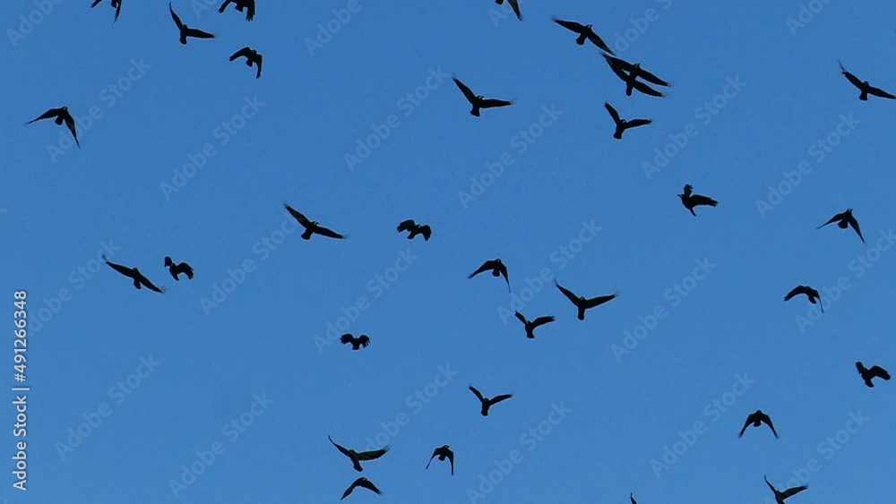 Silhouettes of a flock of crows flying up the blue sky in slow motion. Natural Blue Sky Background with Birds. Peaceful sky with birds concept. Migration concept. Silhouettes of a flock of crows flying up the blue sky in slow motion. Natural Blue Sky Background with Birds. Peaceful sky with birds concept. Migration concept.