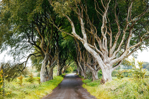 Spectacular Dark Hedges in County Antrim, Northern Ireland on cloudy foggy day. Avenue of beech trees along Bregagh Road between Armoy and Stranocum. Empty road without tourists photo