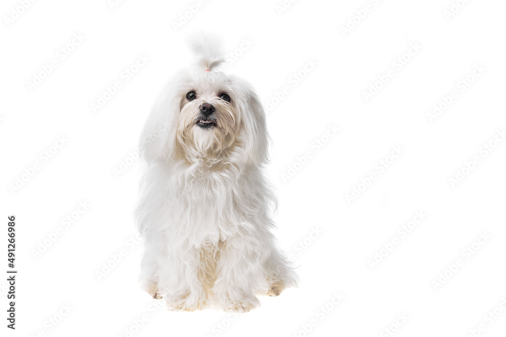 Beautiful and cute white bichon maltese dog over isolated background. Studio shoot of purebreed bichon puppy. Beautiful and cute white bichon maltese dog over isolated background. Studio shoot of purebreed bichon puppy.