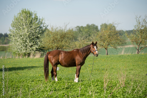 Horse on nature. Portrait of a horse, brown horse