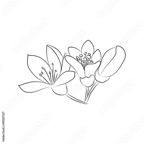 A sprig of neroli, 3 flowers and leaves of oranges or lemons. Linear flowers icon, citrus botany