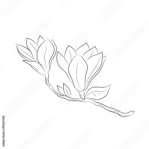 Magnolia 2 flowers drawn by lines. Isolated bud on a branch. For invitations and cards