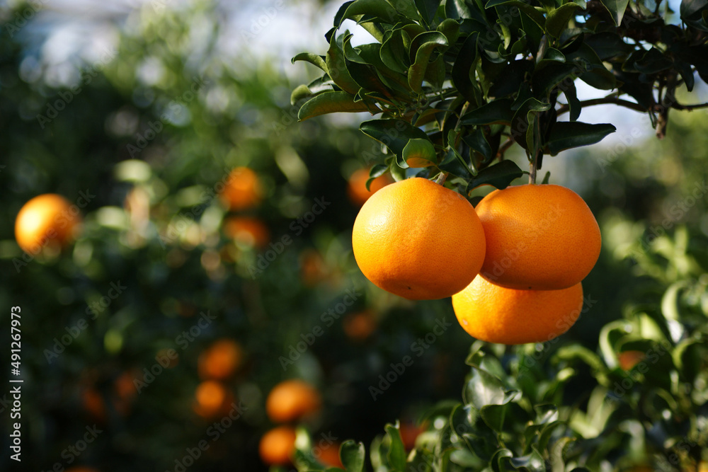 Tangerines on branches are being cooked.