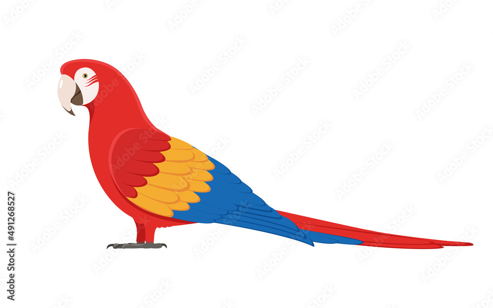 Vector macaw parrot Vector macaw parrot