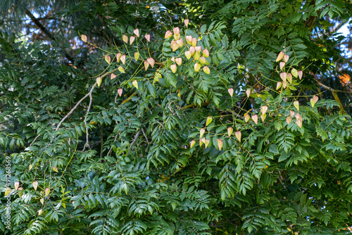 Koelreuteria paniculata, savonnier photo