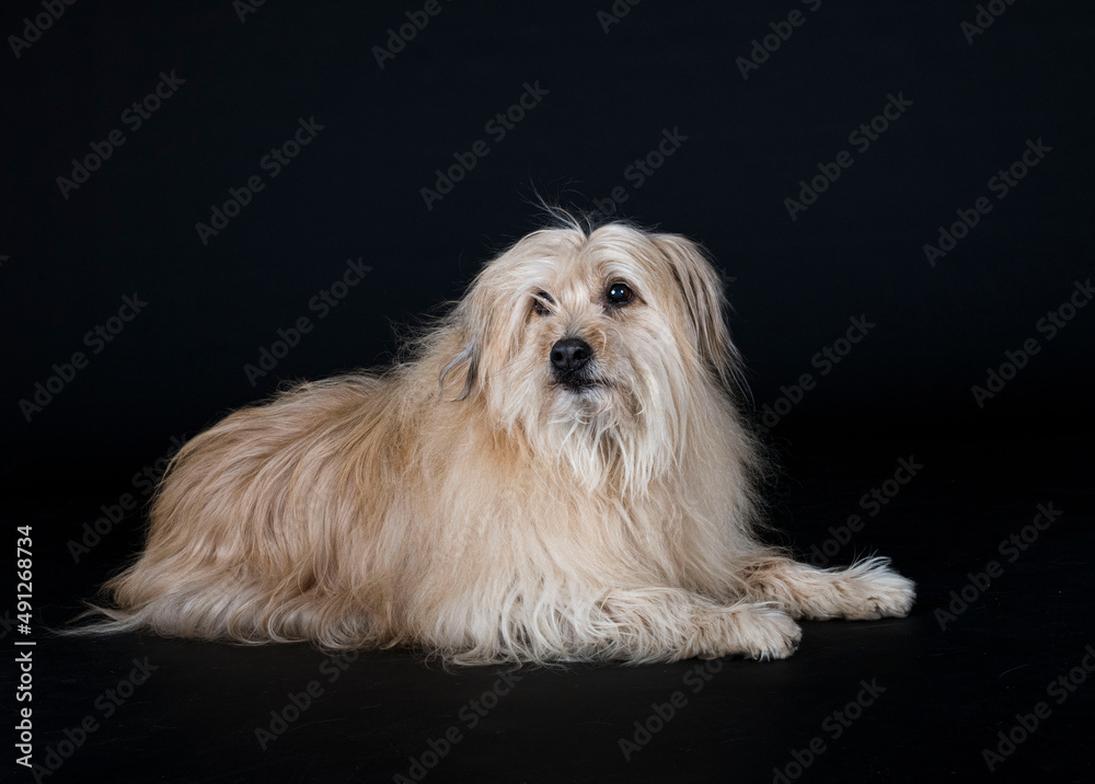 Pyrenean Sheepdog in studio Pyrenean Sheepdog in studio