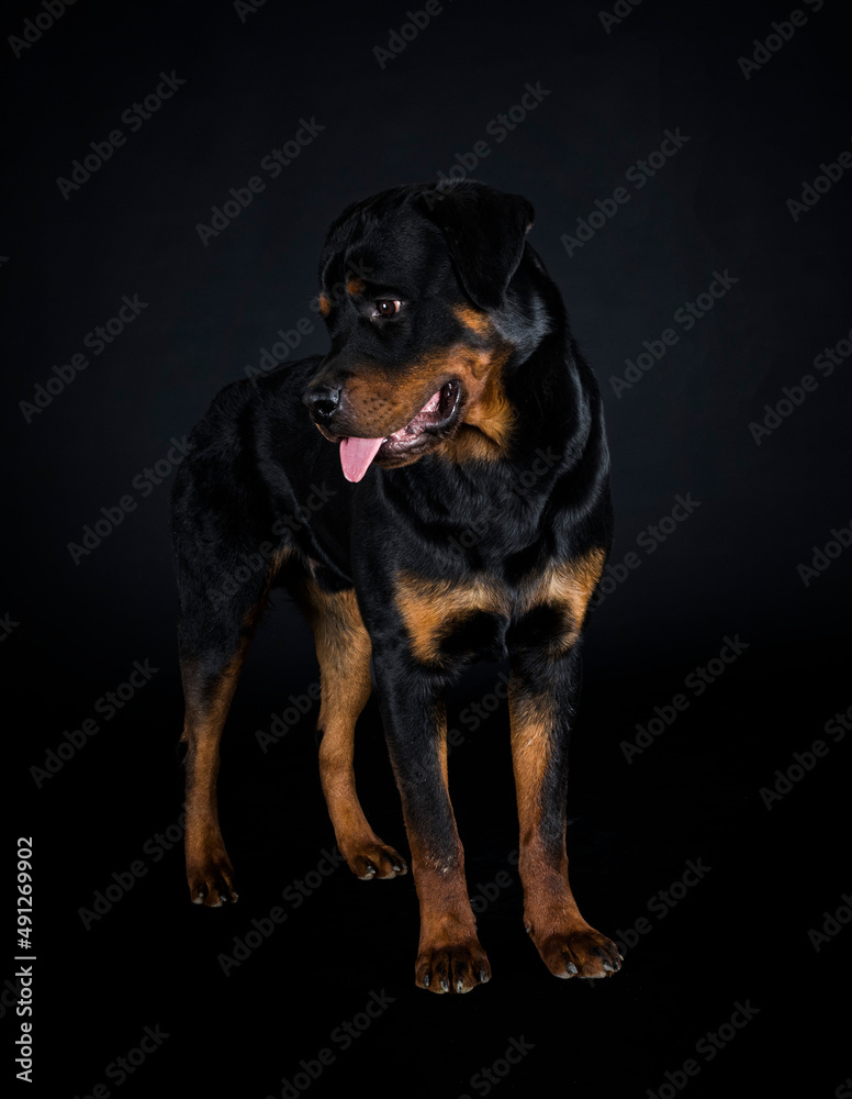 rottweiler in studio