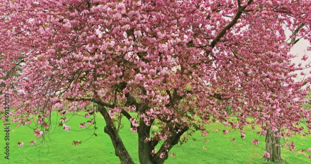 Beautiful nature scene with blooming flowers Sakura tree spring sunny day in springtime Beautiful nature scene with blooming flowers Sakura tree spring sunny day in springtime