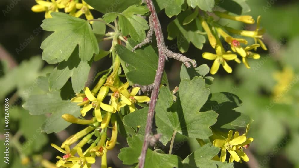 Yellow flowers of black currant (Latin. Ribes nigrum) on a spring day Yellow flowers of black currant (Latin. Ribes nigrum) on a spring day